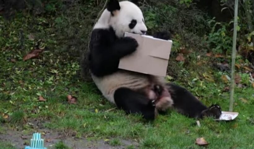 Les pandas du zoo de Beauval font leur retour en Chine : un croquis humoristique de Chaunu ce mercredi 26 novembre 2025