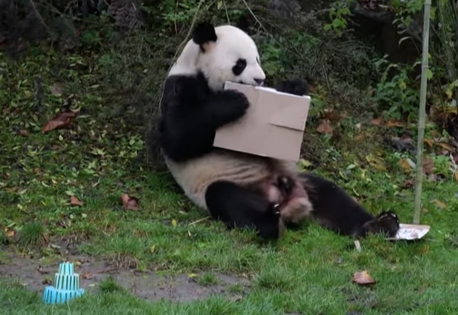 Les pandas du zoo de Beauval font leur retour en Chine : un croquis humoristique de Chaunu ce mercredi 26 novembre 2025
